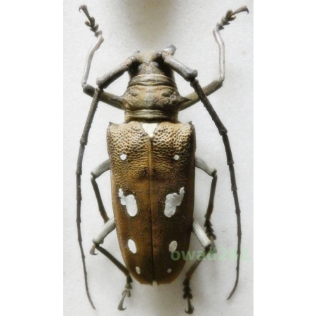 Batocera celebica magica Breuning, 1957 female 52mm Philippines
